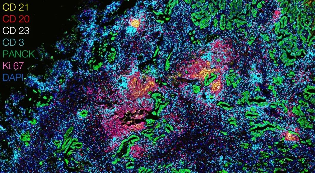 池州池州蔡司显微镜