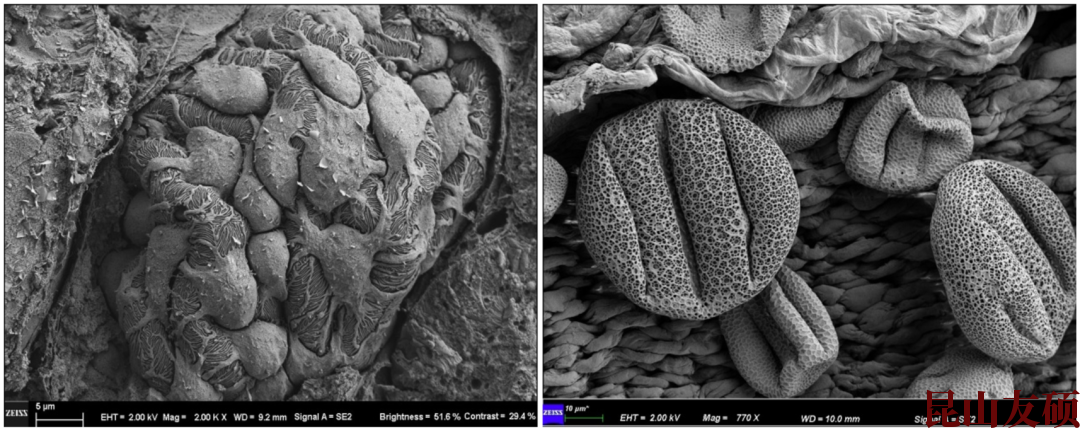 池州扫描电子显微镜