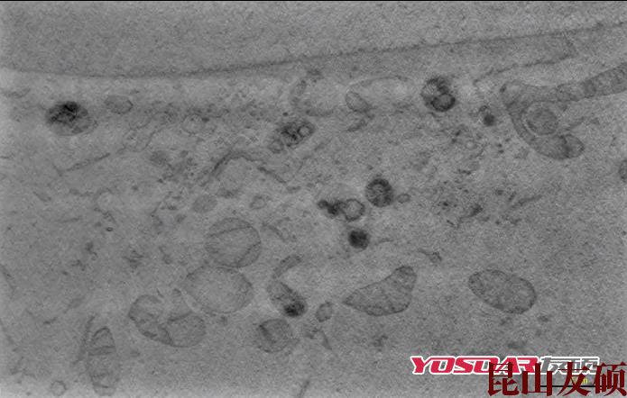 池州蔡司双束电镜